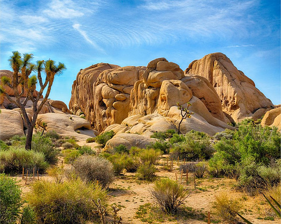 Joshua-Tree-Nat-Park