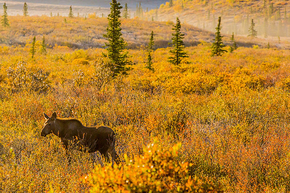 alaska land-004