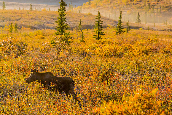 alaska land-018