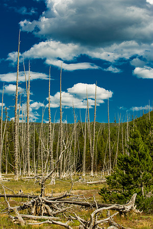 yellowstone geysers-034