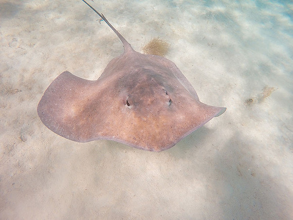 Tahiti_062
