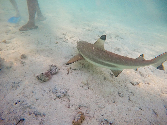 Tahiti_065