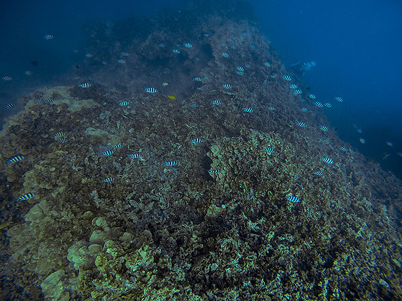 Tahiti_069