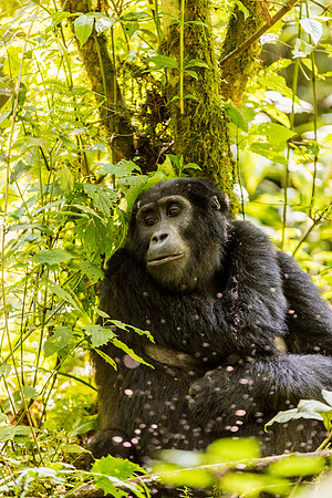 BLOG-Gorillas-0006