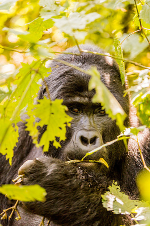 BLOG-Gorillas-0007