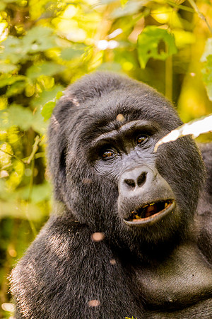 BLOG-Gorillas-0008
