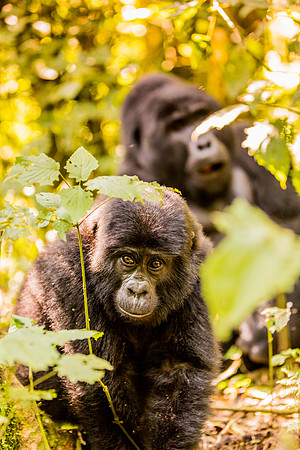 BLOG-Gorillas-0009