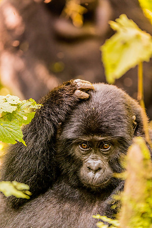 BLOG-Gorillas-0010