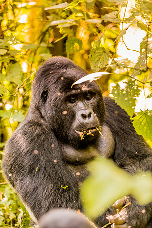 BLOG-Gorillas-0011