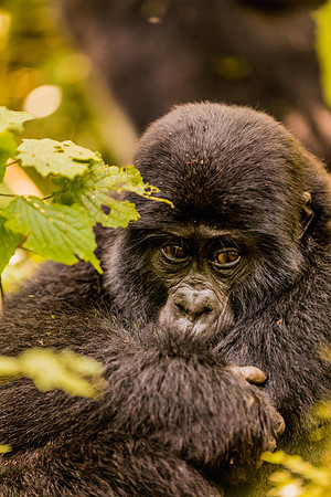 BLOG-Gorillas-0012