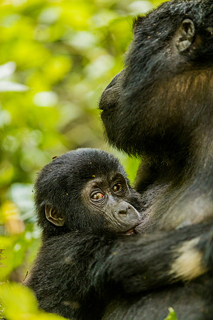 BLOG-Gorillas-0013