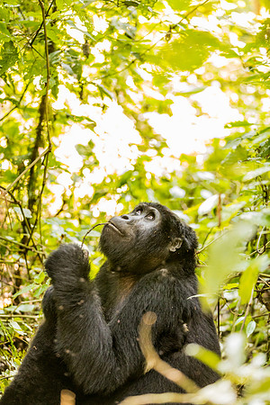 BLOG-Gorillas-0014