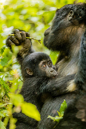 BLOG-Gorillas-0015
