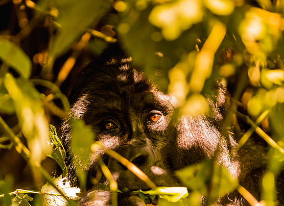 BLOG-Gorillas-0016