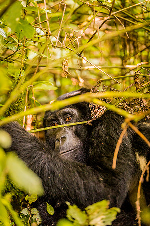BLOG-Gorillas-0018