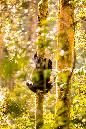 BLOG-Gorillas-0019