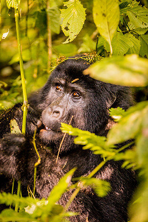 BLOG-Gorillas-0020
