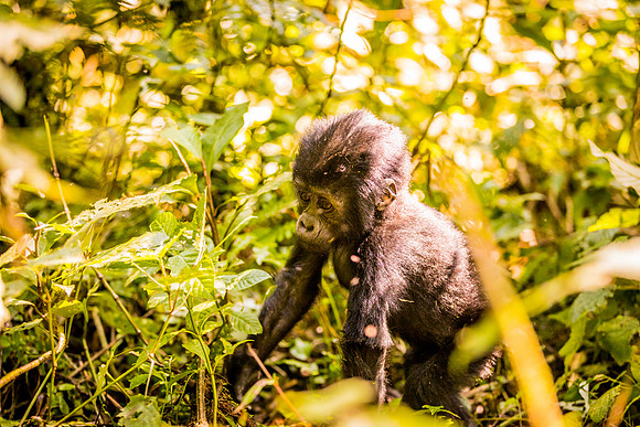 BLOG-Gorillas-0021