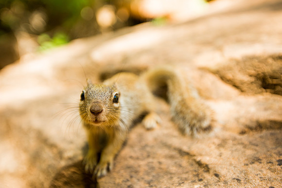 the narrows hike-004