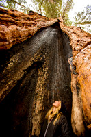 sequoia-016