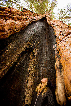 sequoia-016