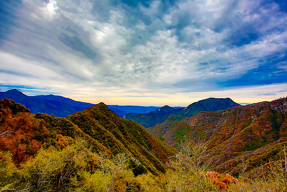 sequoia-005