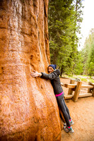 sequoia-014