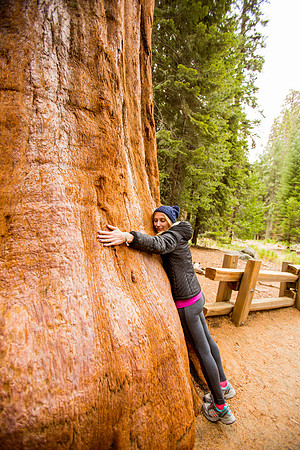 sequoia-014