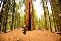 sequoia-018