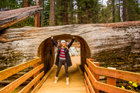 sequoia-007