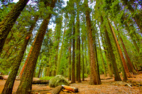 sequoia-002