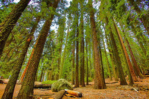 sequoia-002