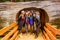 sequoia-008