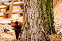sequoia-013