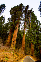 sequoia-006