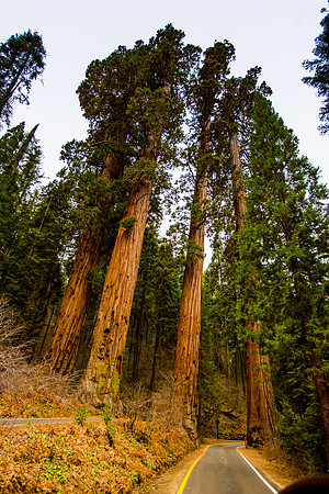sequoia-006