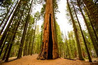 sequoia-017