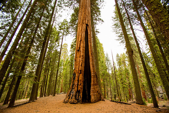 sequoia-017