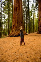 sequoia-019