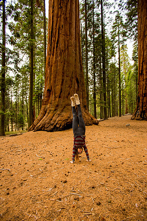 sequoia-019