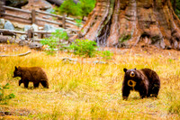 sequoia-011
