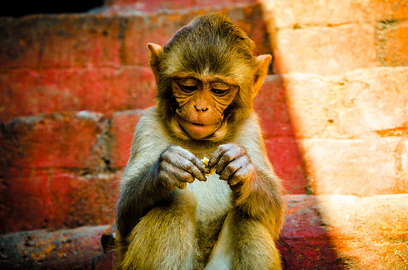 robin randolph nepal-2563