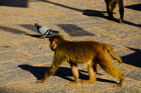 robin randolph nepal-2528