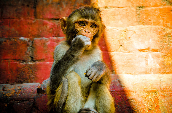 robin randolph nepal-2561