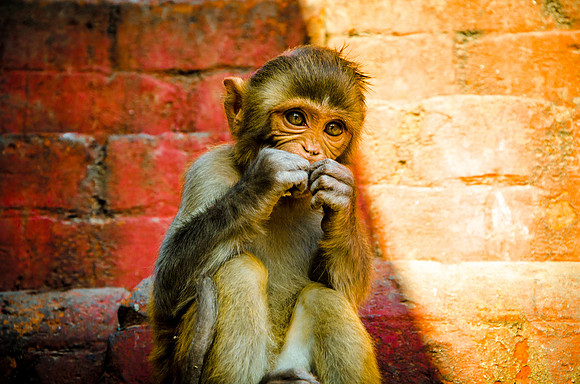 robin randolph nepal-2560