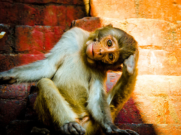 robin randolph nepal-2556