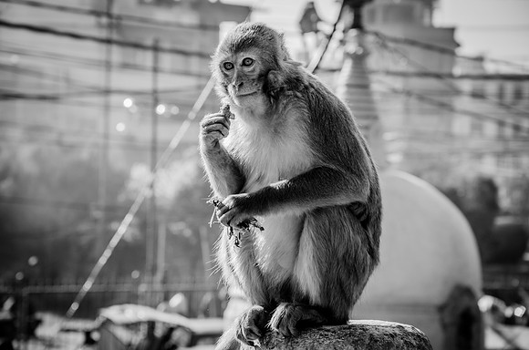 robin randolph nepal-2492