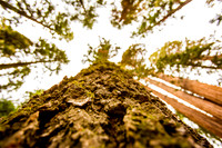 sequoia-009