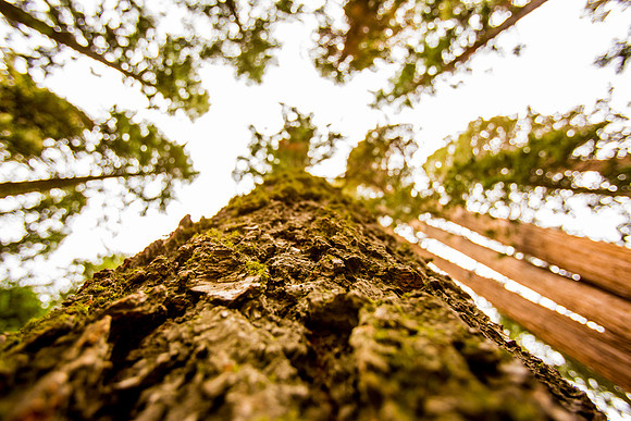 sequoia-009