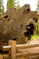 sequoia-015
